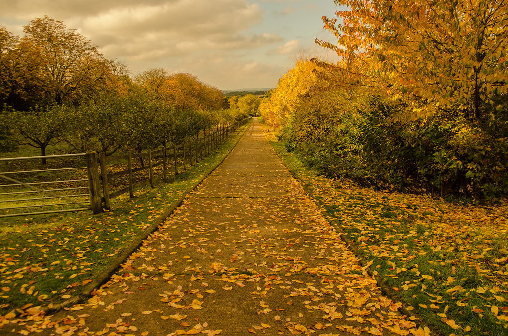 Darenth Country Park by James W Atkins 