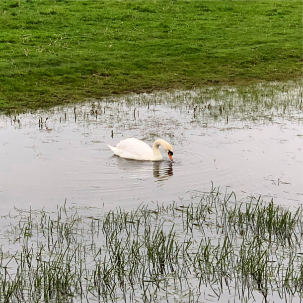 Wolvercote Common - Oxford 2019 - 1