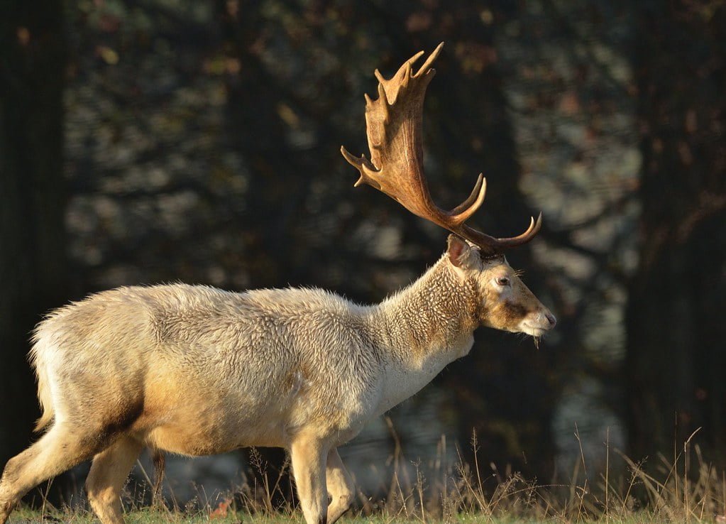 White Stag by Richard Fisher