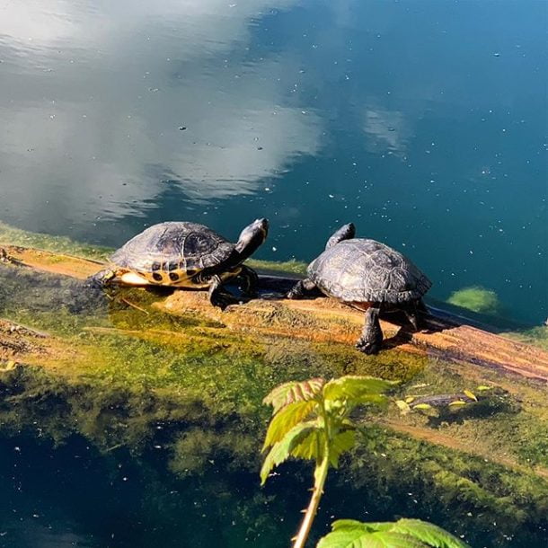 2 Turtles sunning themselves at Brooklands Lakes