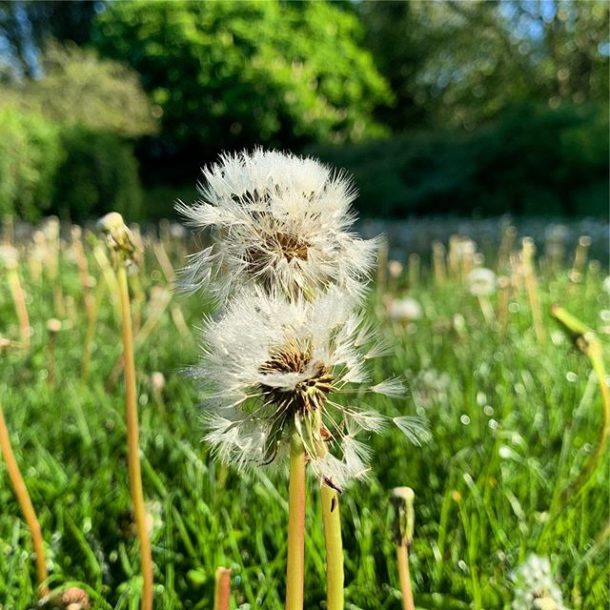Dandelion in the Park