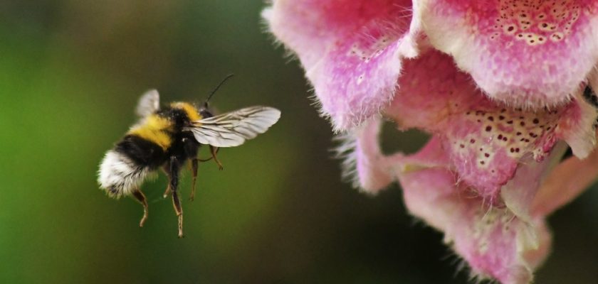Buff-Tailed Bumblebee by charlie.syme