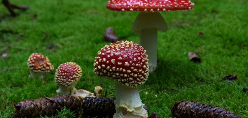 Die Welt der Pilze (52) by Bernd Tolksdorf