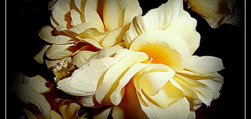 Flor de dezembro by o.dirce