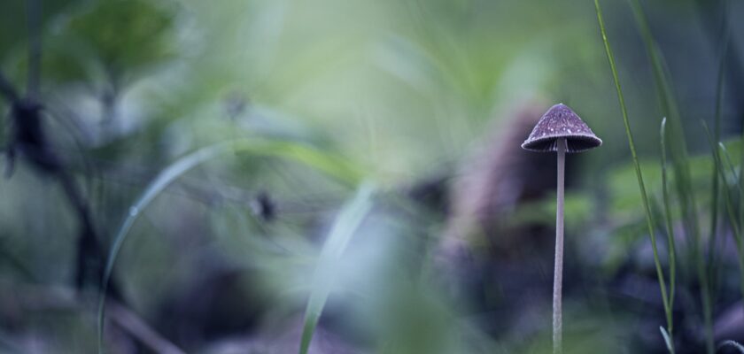 In the mist by Fabio Cecchin
