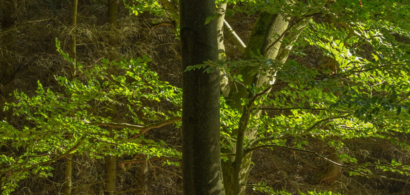 Unser Wald (12) by Bernd Tolksdorf