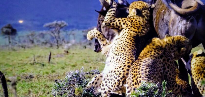 When Killer Gang Attacks... by Hema Pillalamarri