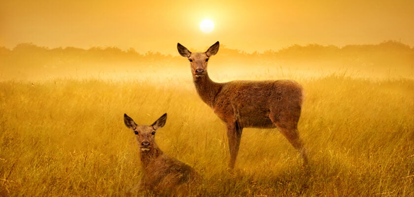 Doe Duet by Adrian
