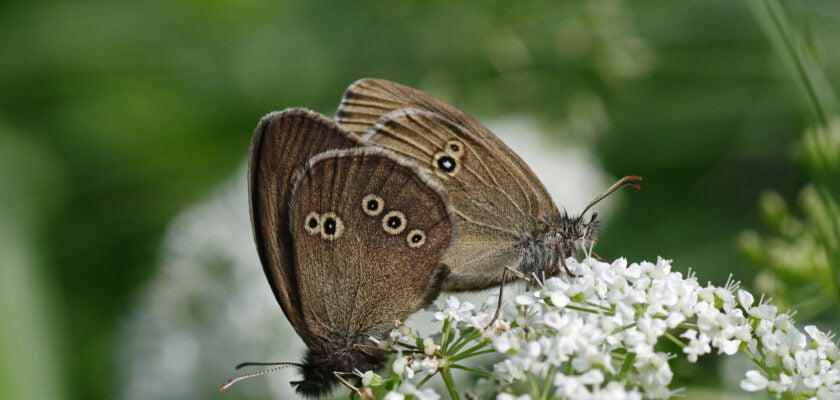 Liblikad by Jaan Keinaste