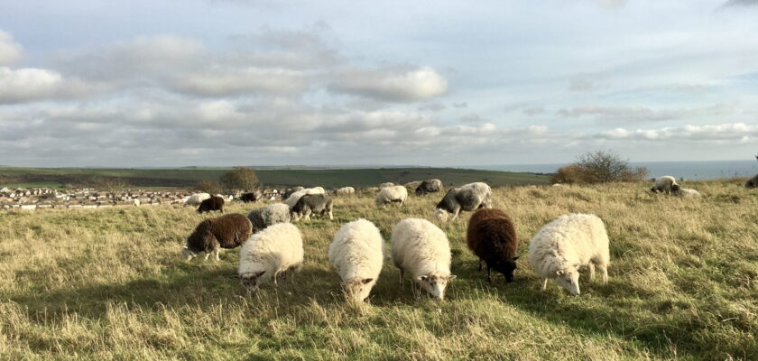 Nice sheep by Jeremy Keith