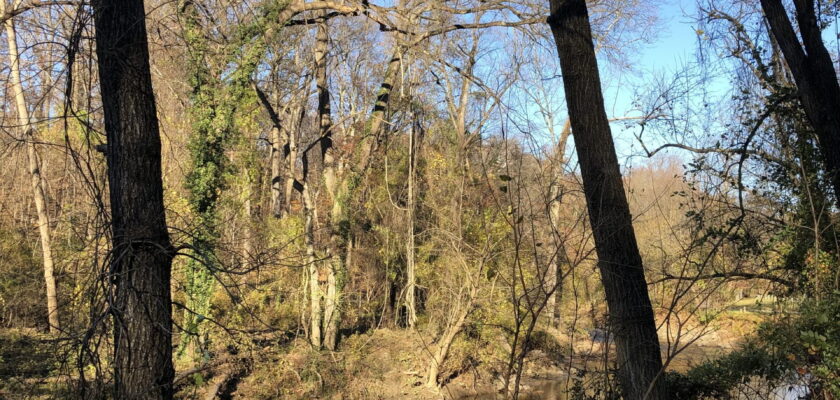 Tree frame the creek by Paul McClure DC