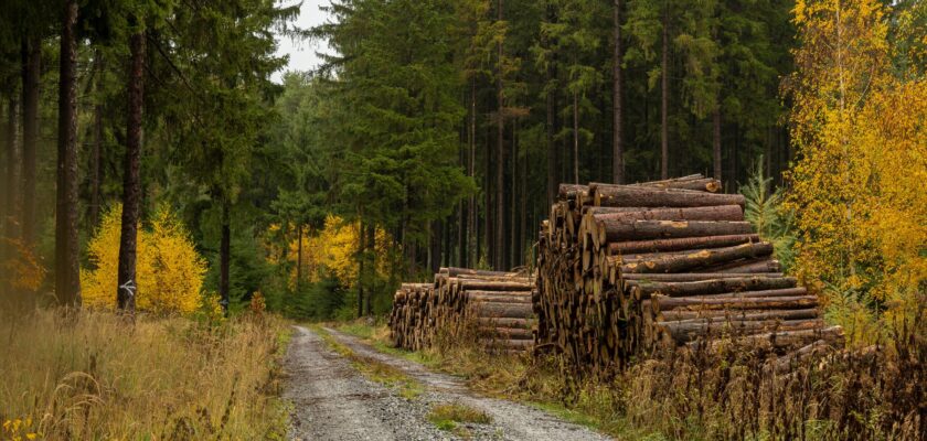 Unser Wald (34) by Bernd Tolksdorf