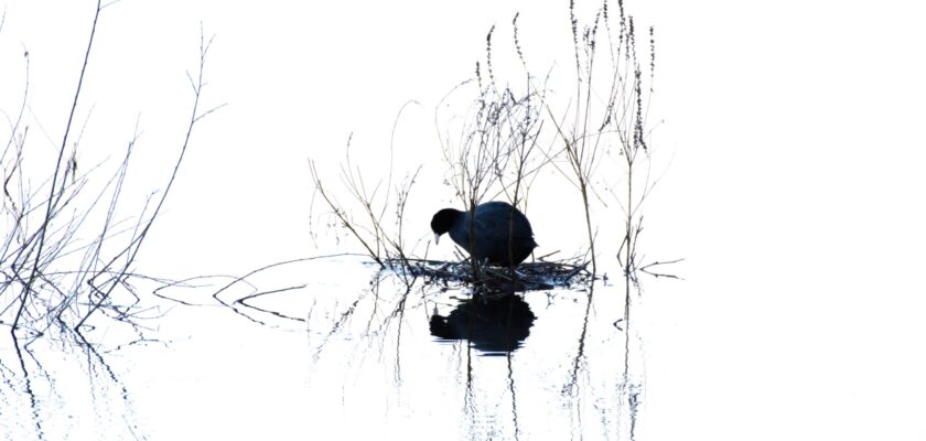 Winter Silhouette by Lesley Czich