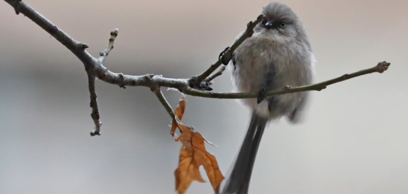 Bushtit by Michael Schwartz
