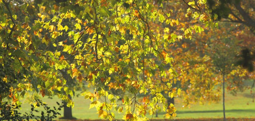 Autumn Sunlight 2021 by Adam Swaine