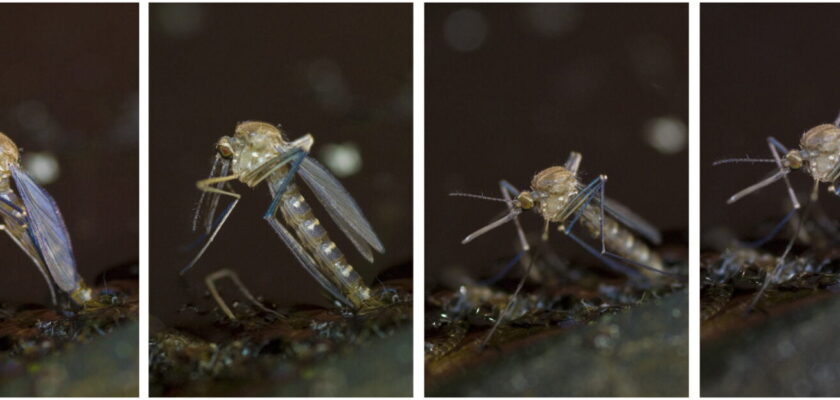 Mosquito Birth by =SlinkyJynx on deviantART