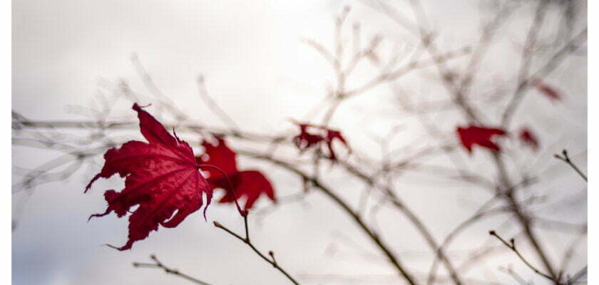 331/365: the last leaves by Matt