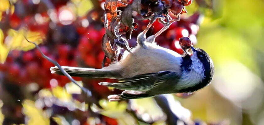 Chickadee by Michael Schwartz