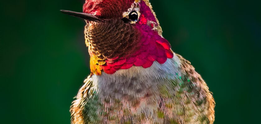 luffy and Beautiful Winter Suit...