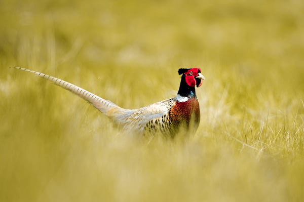 Pheasant by ~SlinkyJynx