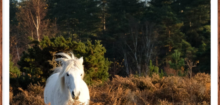 Stunning New Forest Pony by Adam Swaine © All rights reserved by Adam Swaine