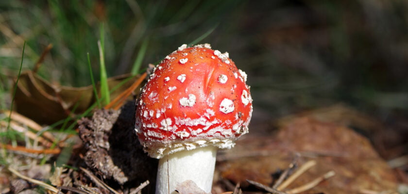 Kärbseseen by Jaan Keinaste © All rights reserved by Jaan Keinaste