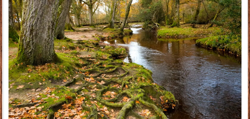 Ancient Woodland @ Puddles Bridge Hants.. (River Ober) by Adam Swaine © All rights reserved by Adam Swaine
