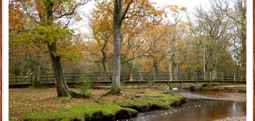Puttles Bridge & River Ober Hants by Adam Swaine © All rights reserved by Adam Swaine
