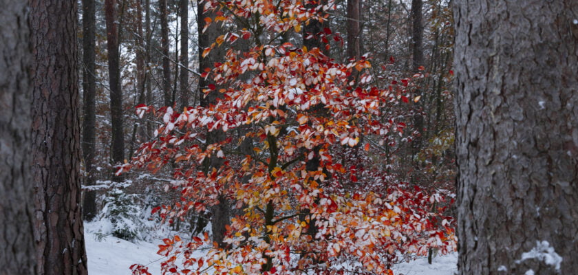 20231130-BT8_3482 by Bernd Tolksdorf © All rights reserved by berndtolksdorf1