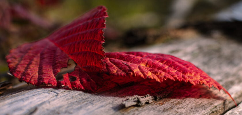 Brombeerblätter by Bernd Tolksdorf © All rights reserved by berndtolksdorf1