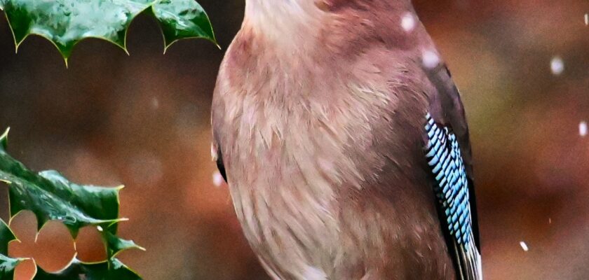 Jay by charlie.syme © All rights reserved by charlie.syme