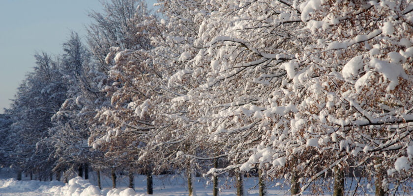 Lumised pärnad by Jaan Keinaste