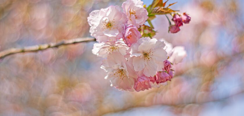 Prunus 'Hokusai' by bric © All rights reserved by bric