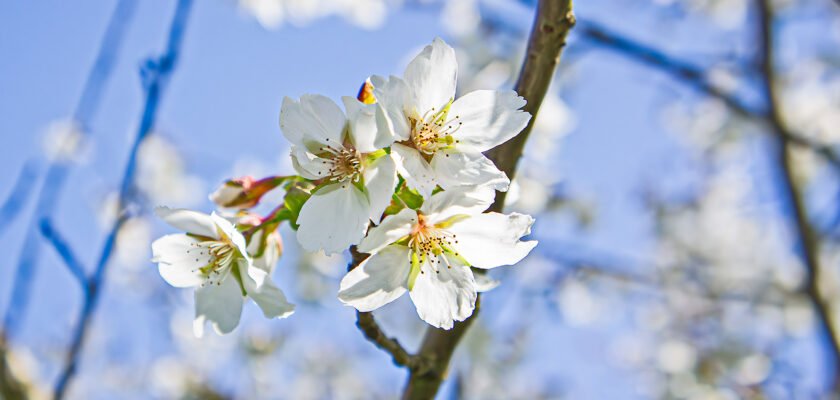 Prunus Lannesiana by bric © All rights reserved by bric