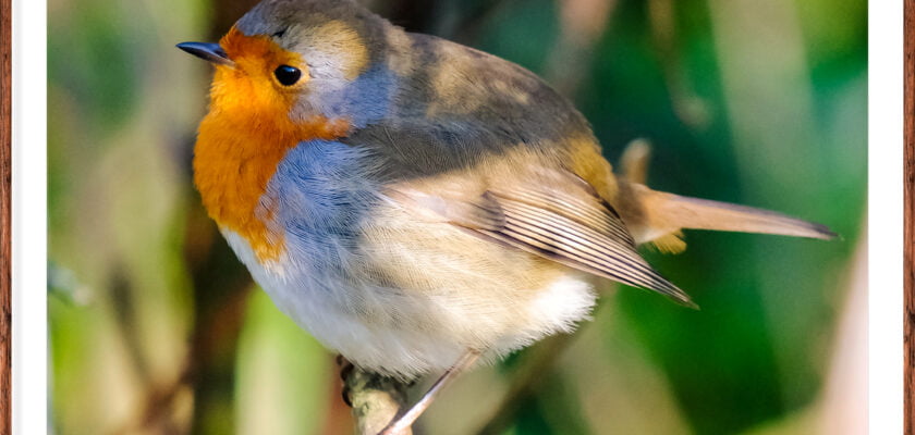 RSPB Love Robins (London).. by Adam Swaine © All rights reserved by Adam Swaine