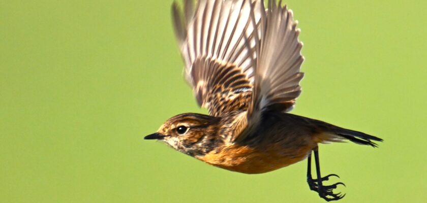 Stonechat by charlie.syme © All rights reserved by charlie.syme