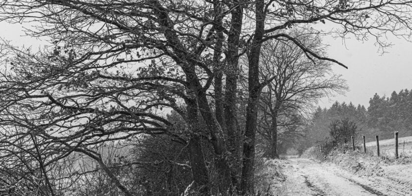 when winter takes its toll on you by johanna © All rights reserved by Woewwesch