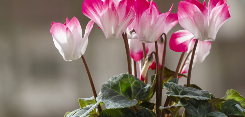 20240315-B71_4661 by Bernd Tolksdorf © All rights reserved by berndtolksdorf1