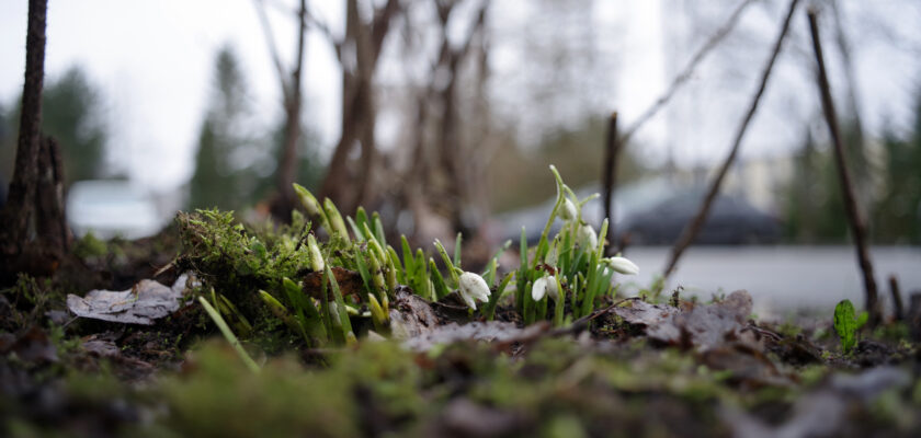 Esimesed lumikellukesed by Jaan Keinaste © All rights reserved by Jaan Keinaste
