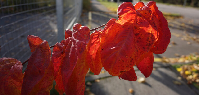 Oks punaste lehtedega by Jaan Keinaste © All rights reserved by Jaan Keinaste