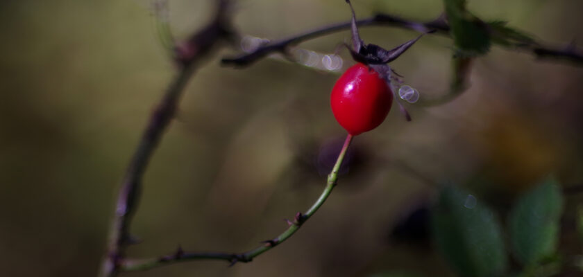 Kibuvitsamari by Jaan Keinaste © All rights reserved by Jaan Keinaste